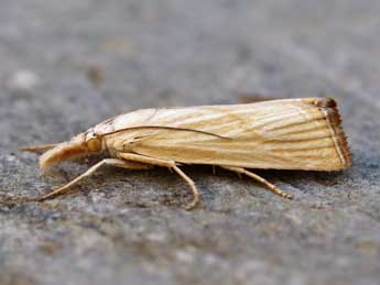 Xanthocrambus delicatellus Z. adulte - ©Lionel Taurand