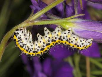  Chenille de Periphanes delphinii L. - ©Wolfgang Wagner, www.pyrgus.de