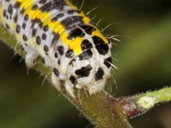  Chenille de Periphanes delphinii L. - Wolfgang Wagner, www.pyrgus.de