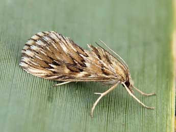 Cynaeda dentalis D. & S. adulte - ©Lionel Taurand