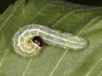  Chenille de Cosmia diffinis L. - Wolfgang Wagner, www.pyrgus.de