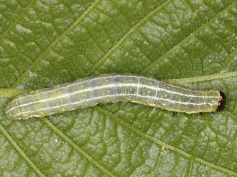  Chenille de Cosmia diffinis L. - Wolfgang Wagner, www.pyrgus.de