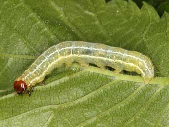  Chenille de Cosmia diffinis L. - Wolfgang Wagner, www.pyrgus.de