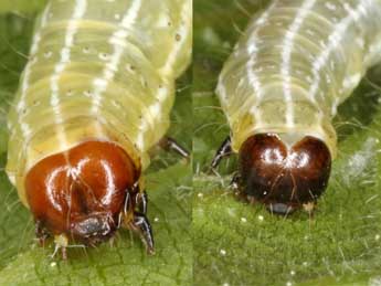  Chenille de Cosmia diffinis L. - Wolfgang Wagner, www.pyrgus.de