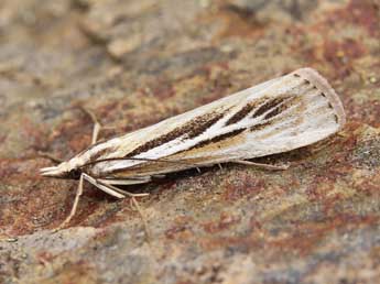 Catoptria digitellus H.-S. adulte - ©Lionel Taurand