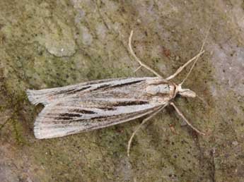 Catoptria digitellus H.-S. adulte - ©Philippe Mothiron