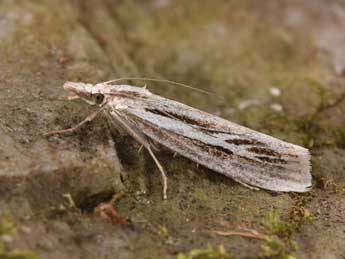 Catoptria digitellus H.-S. adulte - ©Philippe Mothiron