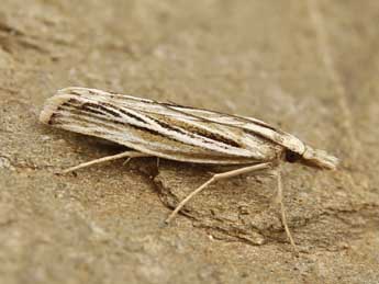 Catoptria digitellus H.-S. adulte - ©Lionel Taurand