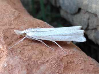 Ancylolomia disparalis Hb. adulte - ©Aurlien Gaunet