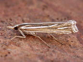 Ancylolomia disparalis Hb. adulte - ©Lionel Taurand