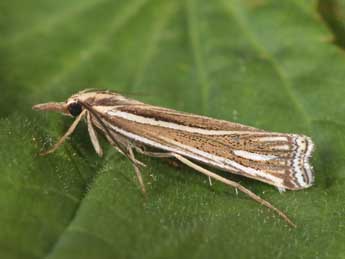 Ancylolomia disparalis Hb. adulte - ©Philippe Mothiron