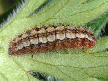  Chenille de Adscita dujardini Ef. & Tarm. - ©Wolfgang Wagner, www.pyrgus.de