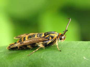 Chamaesphecia dumonti Le Cerf adulte - ©Ruben Meert