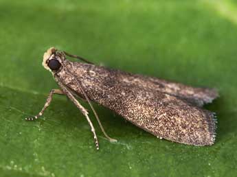 Eccopisa effractella Z. adulte - ©Lionel Taurand