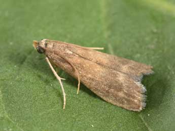 Eccopisa effractella Z. adulte - Philippe Mothiron