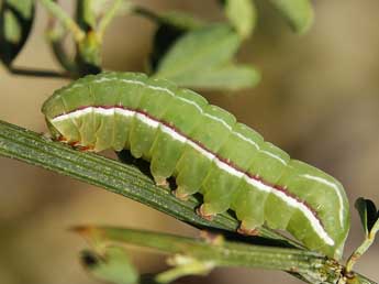  Chenille de Amphipyra effusa Bsdv. - ©Lionel Taurand