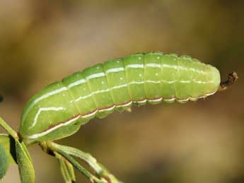  Chenille de Amphipyra effusa Bsdv. - ©Lionel Taurand