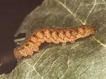  Chenille de Trisateles emortualis D. & S. - ©Kimmo Silvonen