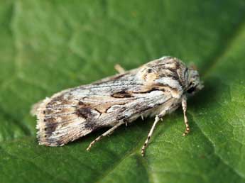 Agrotis endogaea Bsdv. adulte - ©Daniel Morel