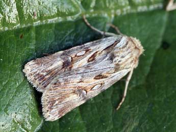 Agrotis endogaea Bsdv. adulte - ©Daniel Morel