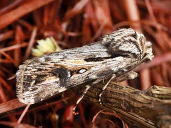 Agrotis endogaea Bsdv. adulte - ©Daniel Morel