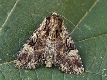 Apamea epomidion Hw. adulte - ©Lionel Taurand