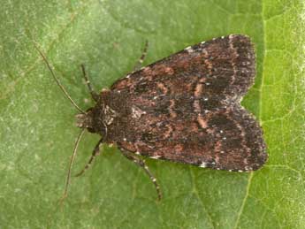 Paucgraphia erythrina H.-S. adulte - Philippe Mothiron