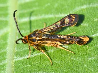 Chamaesphecia euceraeformis O. adulte - ©Stphane Grenier