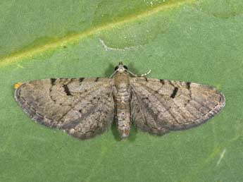 Eupithecia extraversaria H.-S. adulte - ©Philippe Mothiron