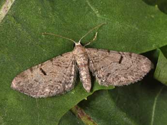 Eupithecia extraversaria H.-S. adulte - Philippe Mothiron