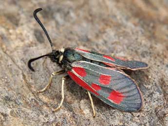 Zygaena exulans Hochenwart adulte - Lionel Taurand