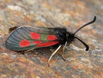 Zygaena exulans Hochenwart adulte - Lionel Taurand