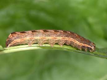  Chenille de Cerastis faceta Tr. - ©Philippe Mothiron