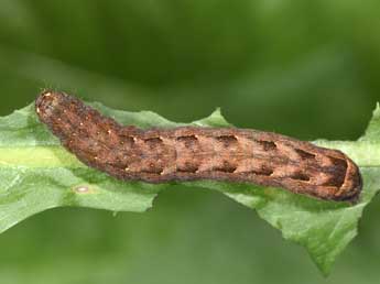  Chenille de Cerastis faceta Tr. - ©Philippe Mothiron