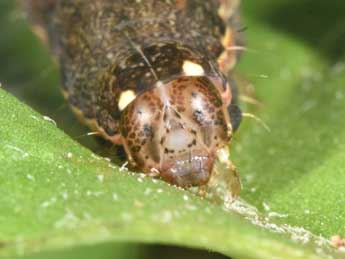  Chenille de Cerastis faceta Tr. - ©Philippe Mothiron