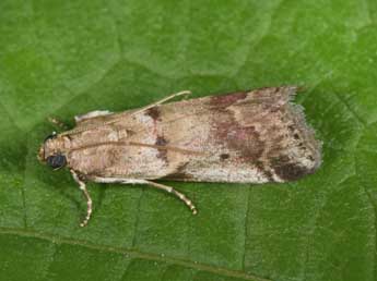 Acrobasis fallouella Rag. adulte - ©Philippe Mothiron