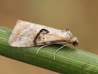 Zebeeba falsalis H.-S. adulte - ©Lionel Taurand