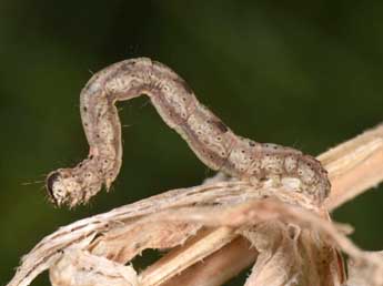  Chenille de Zebeeba falsalis H.-S. - ©Wolfgang Wagner, www.pyrgus.de