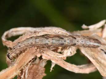  Chenille de Zebeeba falsalis H.-S. - Wolfgang Wagner, www.pyrgus.de