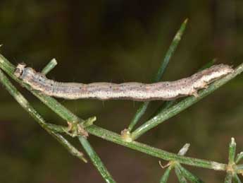  Chenille de Zebeeba falsalis H.-S. - ©Wolfgang Wagner, www.pyrgus.de