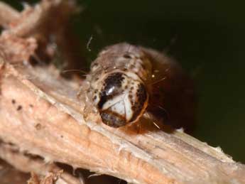  Chenille de Zebeeba falsalis H.-S. - Wolfgang Wagner, www.pyrgus.de