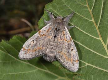 Gynaephora fascelina L. adulte - ©Philippe Mothiron