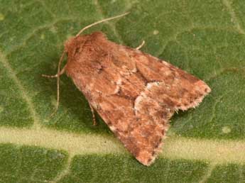 Oligia fasciuncula Hw. adulte - Philippe Mothiron