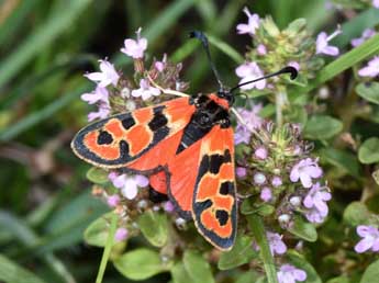 Zygaena fausta L. adulte - Philippe Mothiron