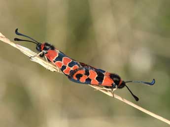 Zygaena fausta L. adulte - Philippe Mothiron