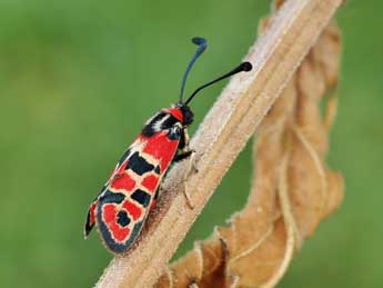 Zygaena fausta L. adulte - ©Lionel Taurand