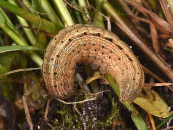  Chenille de Mythimna ferrago F. - ©Philippe Mothiron