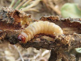  Chenille de Bembecia fibigeri Last. - Ruben Meert