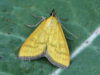 Mecyna flavalis D. & S. adulte - ©Lionel Taurand