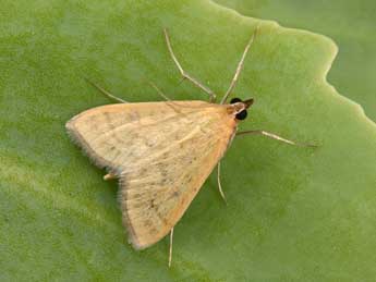 Mecyna flavalis D. & S. adulte - Philippe Mothiron